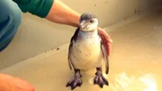 Fischbrei war gestern: Sebastian Behrens gewöhnt das Humboldt-Pinguinküken daran, ganze Fische zu fressen.