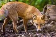 Ein Fuchs im Alter von etwa 5 Monaten, bevor er in die Freiheit entlassen wird.  +++