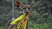 Großer Tag: Das neue Kudu-Weibchen kann heute endlich zu den anderen Antilopen.