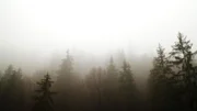 A petrified creature discovered in Russia is said to be the work of the mythical Baba Yaga; a possible genetic experiment gone wrong; a fire with a mind of its own.