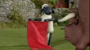 Mutig steht Shaun dem Stier gegenüber. Was kann da noch schief gehen?