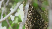 In diesem Nest leben über 20 000 Apis dorsata, eine große und aggressive Bienenart.