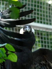 Andean condor on exhibit.