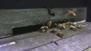 Slowenien ist das einzige europäische Land, das sich seine einheimische Bienenart erhalten konnte: Apis mellifera carnica, auch als Krainer oder Kärntner Biene bekannt.