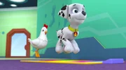 L-R: Chickaletta, Marshall