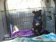 (Bullet Adoption) Bullet waiting in crate before home check.