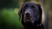 Dog looking at the camera