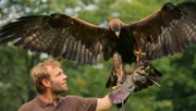 Falkner Elias und Steinadler Berry (Fotos für alle Folgen verwendbar.)