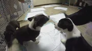 Puppies.