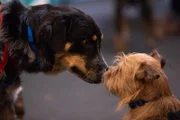 Two dogs sniffing each others faces at the reunion.