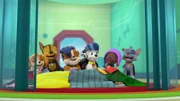 L-R: Skye, Chase, Rubble, Marshall, Zuma, Rocky
