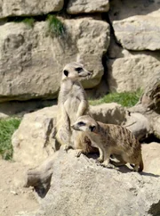 Die Kronberger Erdmännchen sind eine eingeschworene Truppe.