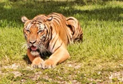 bengalischer Tiger