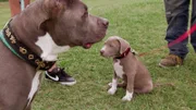 Two dogs sitting outside.