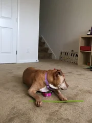 Summer laying in her forever home at the home check.