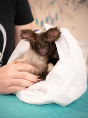 Greater Glider Check-up