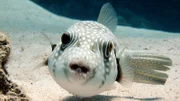 Beim Weißflecken-Kugelfisch übernimmt das Männchen früh Verantwortung für den Nachwuchs: Es bewacht den Laichplatz und fächelt den Eiern frisches Wasser zu.