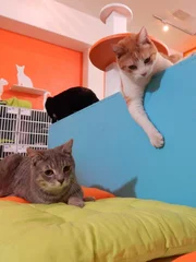 Cas in the open area in the cat cafe at the reveal.