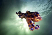 Blaugeringelte Kraken