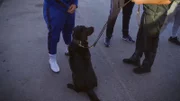 Spürhund in Barcelona