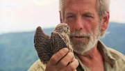 Falkner Ralf wildert einen Turmfalken auf Burg Greifenstein aus. (Fotos für alle Folgen verwendbar.)