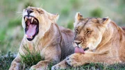 Lionesses rest after hunting.