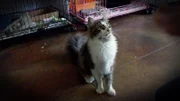 A cat before the renovation.
