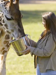 Fütterung der Giraffe.