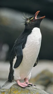 Felsenpinguine müssen große Klippen erklimmen, um ihre Familien zu erreichen.