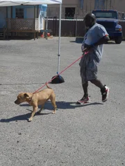 Earl walks the dog away from a trailer the during meet and greet.