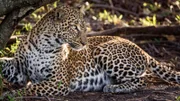 Kenya, Maasai Mara National Game Reserve. Female leopard resting beneath the trunk of a low tree where she has stashed her kill. Early morning.