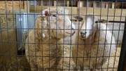 Sheep Ruth and Rose ready for their close up at The Barn Sanctuary.
