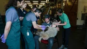 Dan McKernan and Kelly Holt hold Ginger the sheep while the medical team from the OSU Animal Hospital perform their initial evaluation of her condition.