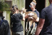 Neonatal exam of a Père David's deer fawn.