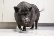 Close up of Maltida the pig waiting to be seen by Dr. Ross.
