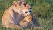 Marsh Pride Löwin und ihr Junges.