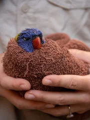 An injured lorikeet wrapped in a towel, being held by a member of staff at the AZWH.