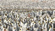 Penguins