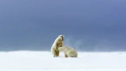 Polar bears