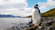 A penguin