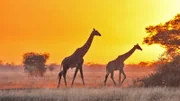 Giraffes