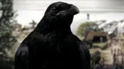 Schwarzer Rabe, der den Wikingergott Odin darstellt.