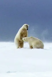 Polar bears