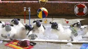 Badetag 4; © WDR/Aardman Animations Ltd. - Honorarfrei nur im Zusammenhang mit genannter Sendung bei Nennung "Bild: WDR/Aardman Animations Ltd.". Andere Verwendung nur nach Absprache. KiKA Marketing & Kommunikation - bildredaktion@kika.de Telefon: +49.361.218-1826