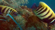 Korallenfische