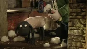 Das erste Schaf ist kahl geschoren. Können sich die anderen verstecken?