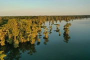 Ein verwunschenes Sumpfgebiet im Lake Martin, mit Jahrhunderten alten Zypressen und Tupelo-Bäumen.