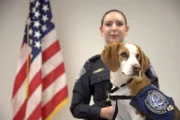 Ein K9 sitzt auf einem Tisch, während sein CBP-Offizier während einer K9-Ausbildung in Atlanta, Ga. hinter ihm steht (National Geographic for Disney).