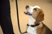 Ein K9 schaut während einer K9-Abschlussfeier in Atlanta, Ga., zu seinem CBP-Beamten auf (National Geographic for Disney).