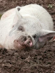 Jasper the pig laying in the mud at Barn Sanctuary.